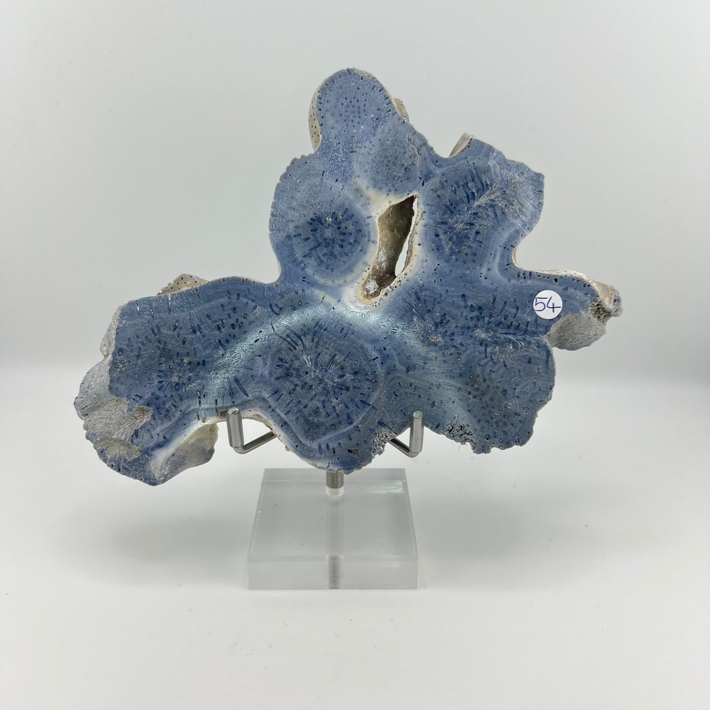 Blue Coral Slabs