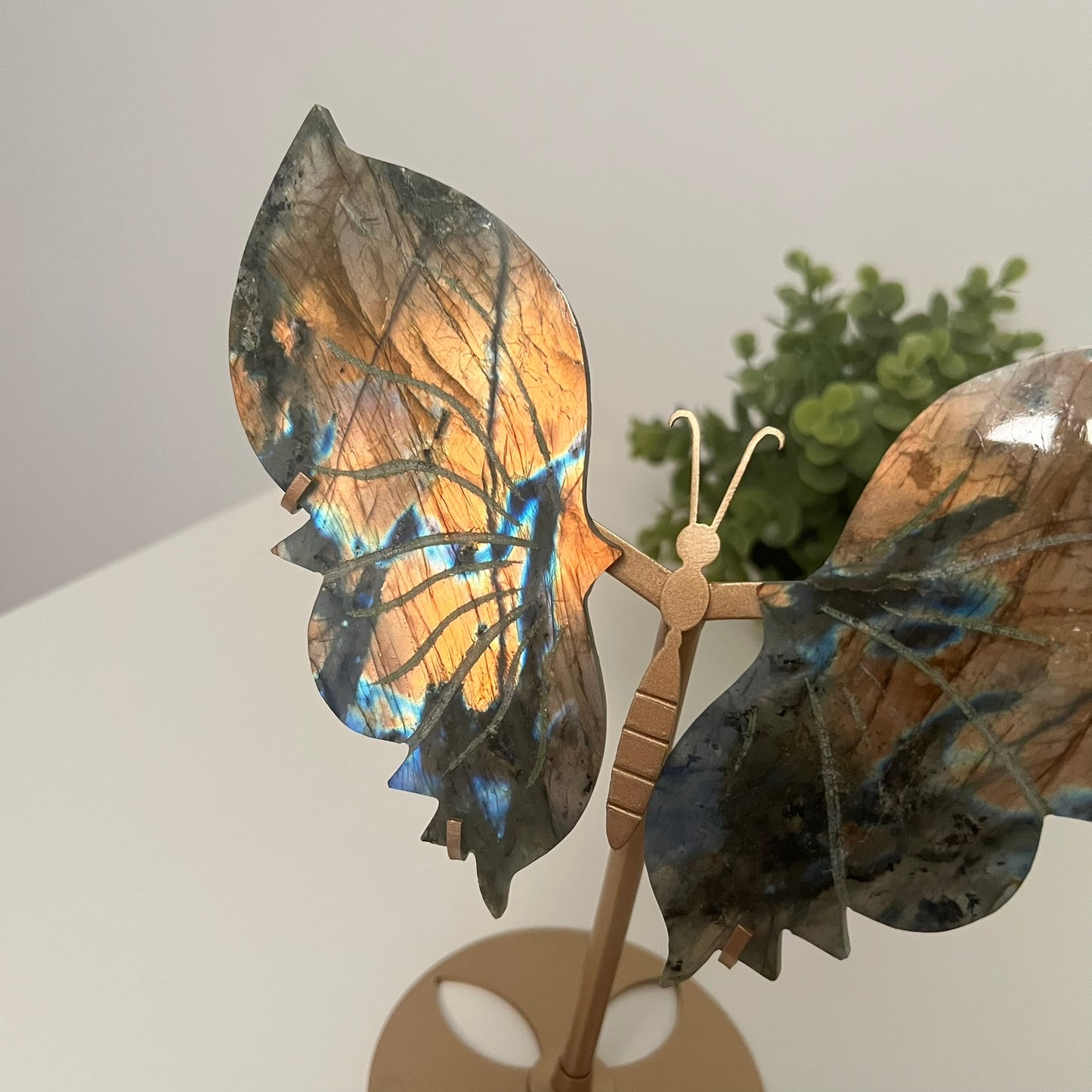 Large Labradorite Butterfly Wings