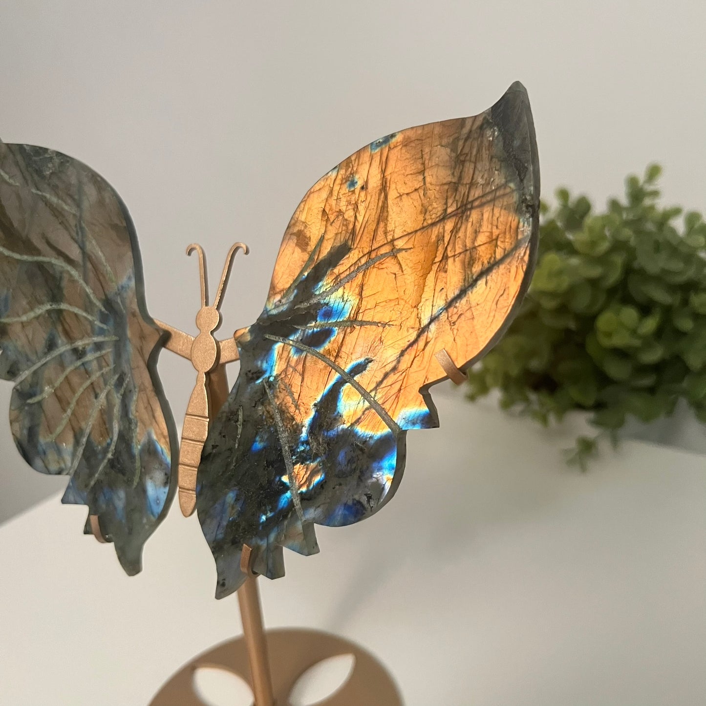 Large Labradorite Butterfly Wings