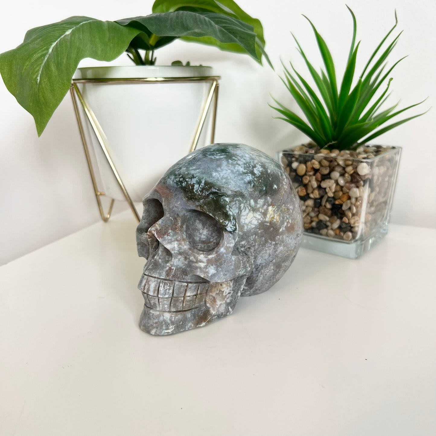 Ocean Japer Large Skull
