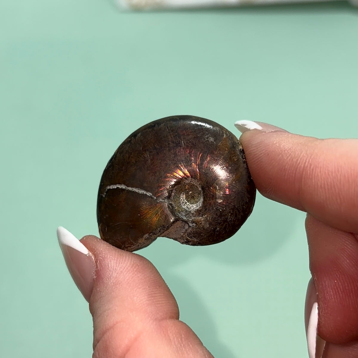 Ammonite Fossil | Piece A