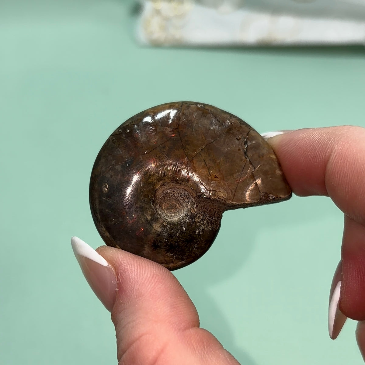 Ammonite Fossil | Piece B