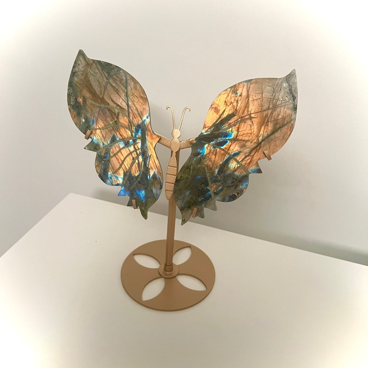 Butterfly's