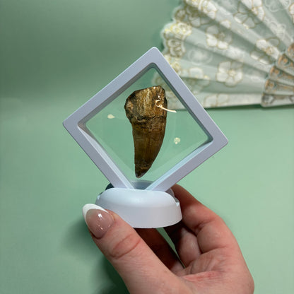Large Mosasaur Tooth Fossil