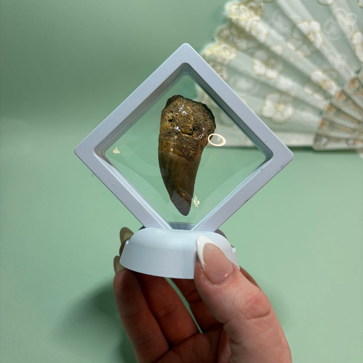 Large Mosasaur Tooth Fossil