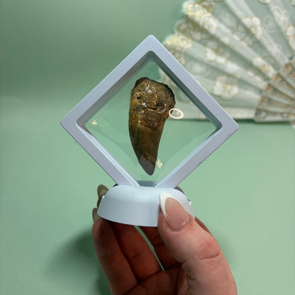 Large Mosasaur Tooth Fossil