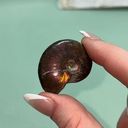 Ammonite Fossil | Piece A