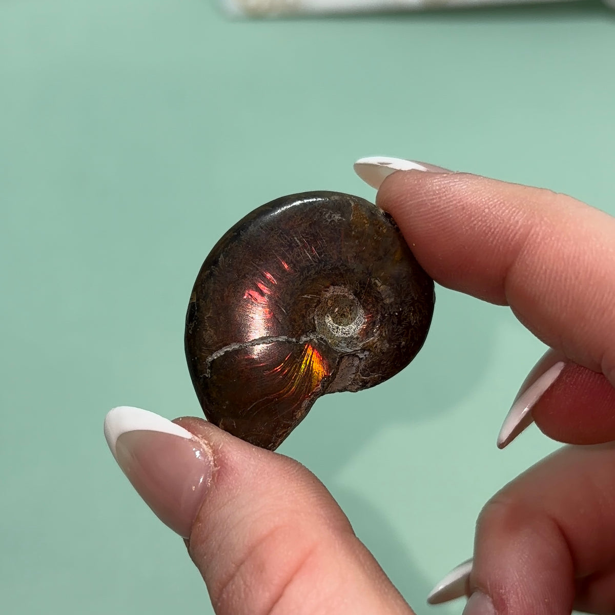 Ammonite Fossil | Piece A