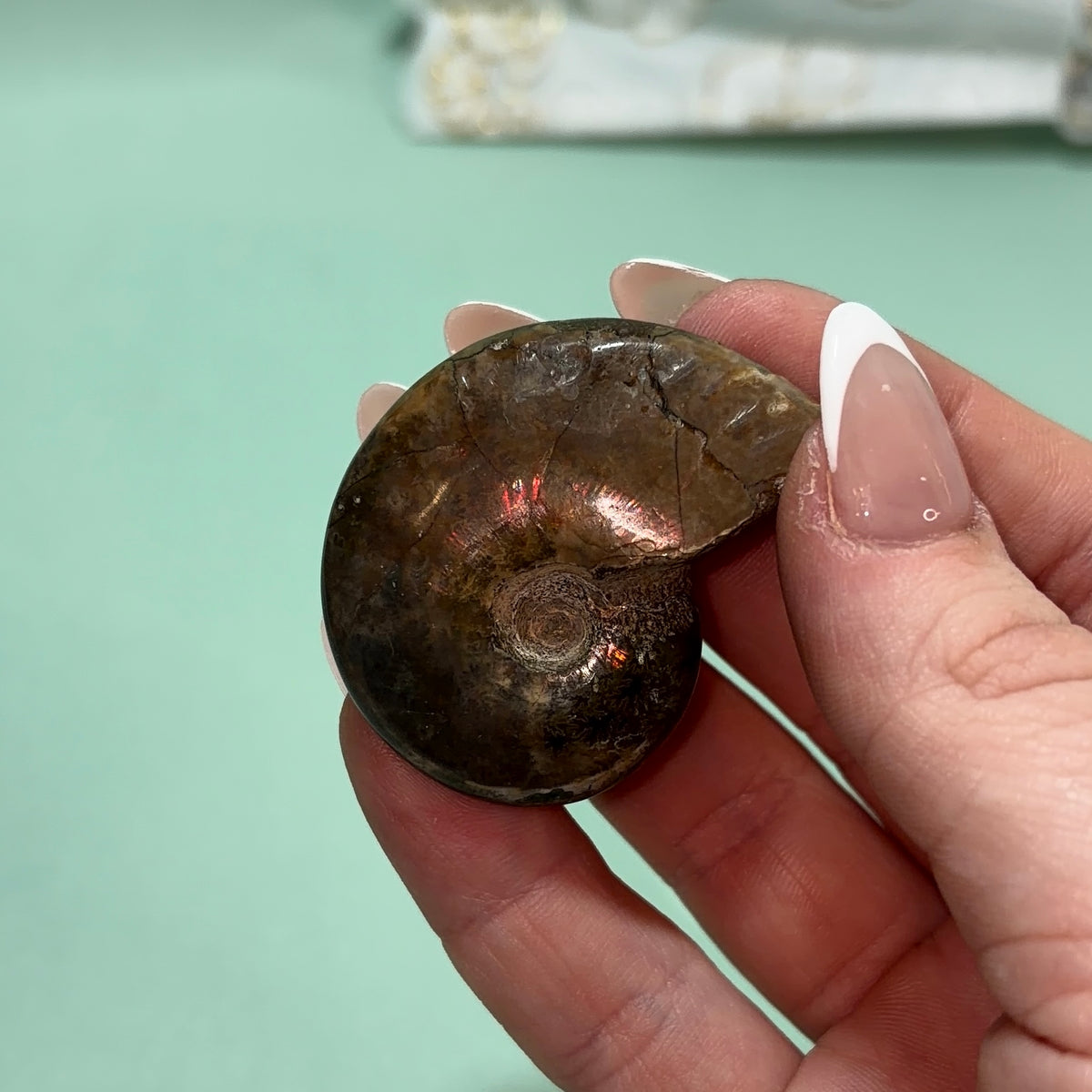 Ammonite Fossil | Piece B