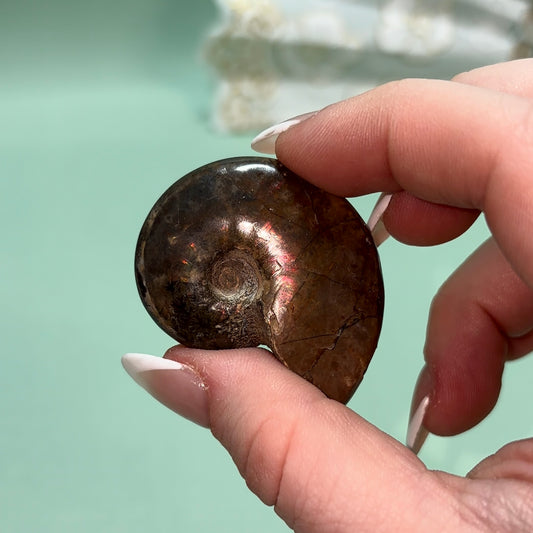 Ammonite Fossil | Piece B