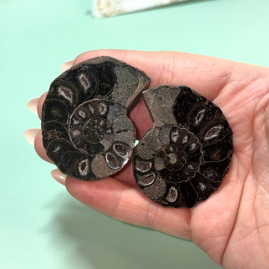 Black Ammonite Fossil Pair